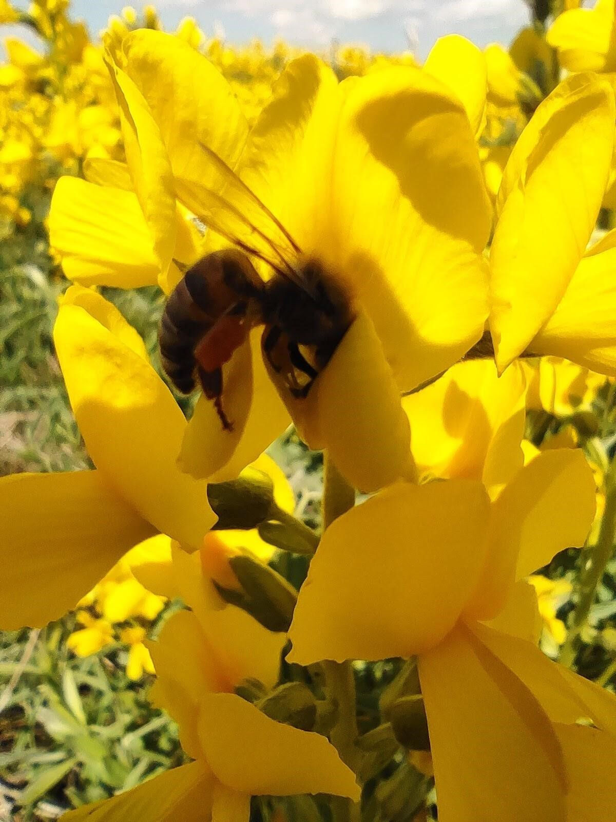 Baklagillerin krali&ccedil;esi! D&uuml;nyada sadece Afyonkarahisar'da yetişiyor, koparmanın cezası 557 bin TL - 3. Resim