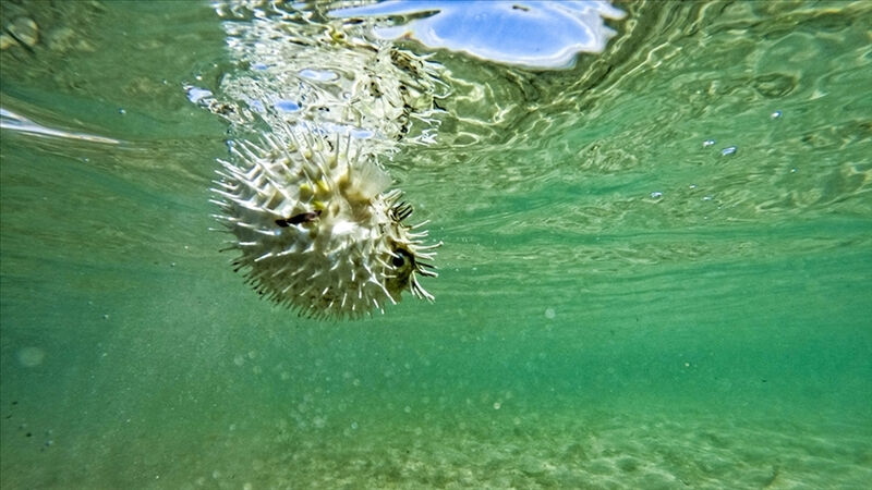 Bu balığı getirene birim başı 35 TL verilecek! Bakan Yumaklı'dan 'istilacı tür balon balığı' paylaşımı: Resmi Gazete'de yayımlandı - 3. Resim