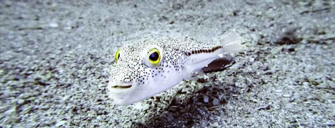 Bu balığı getirene birim başı 35 TL verilecek! Bakan Yumaklı'dan 'istilacı tür balon balığı' paylaşımı: Resmi Gazete'de yayımlandı - 1. Resim