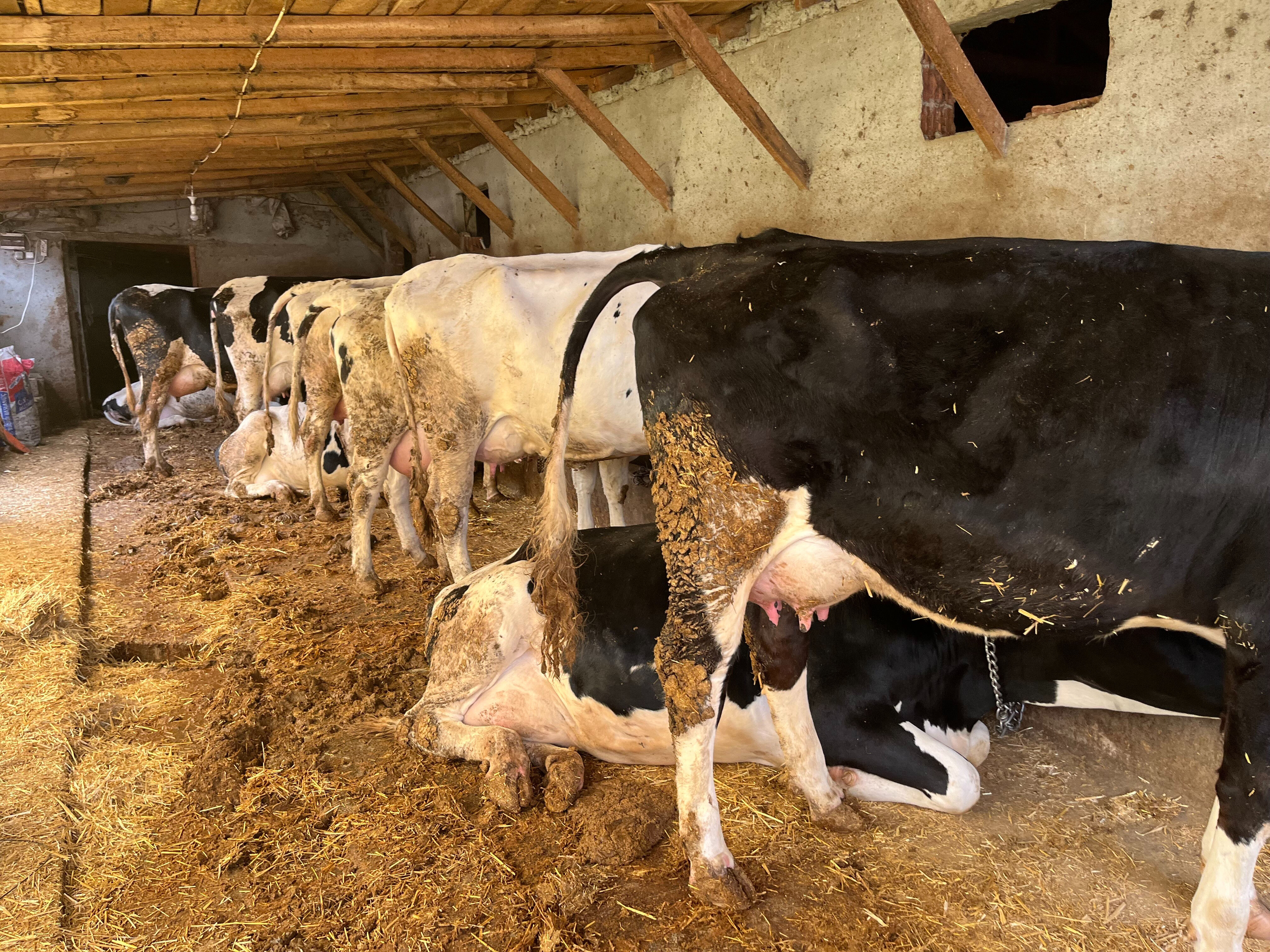 Devlet desteğiyle hayatı değişti! Ayda 45 ton süt üretiyor - 1. Resim