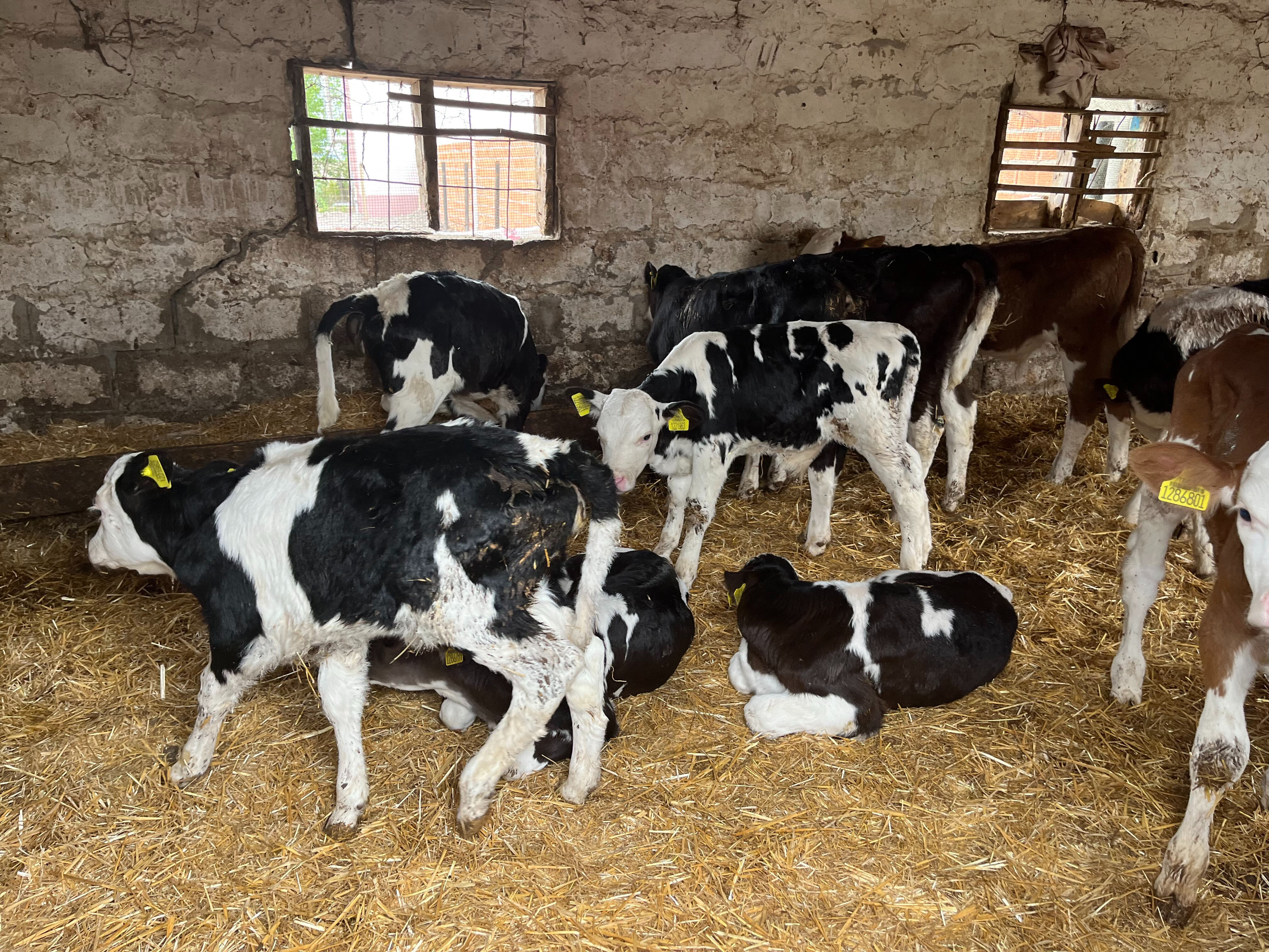 Devlet desteğiyle hayatı değişti! Ayda 45 ton süt üretiyor - 2. Resim