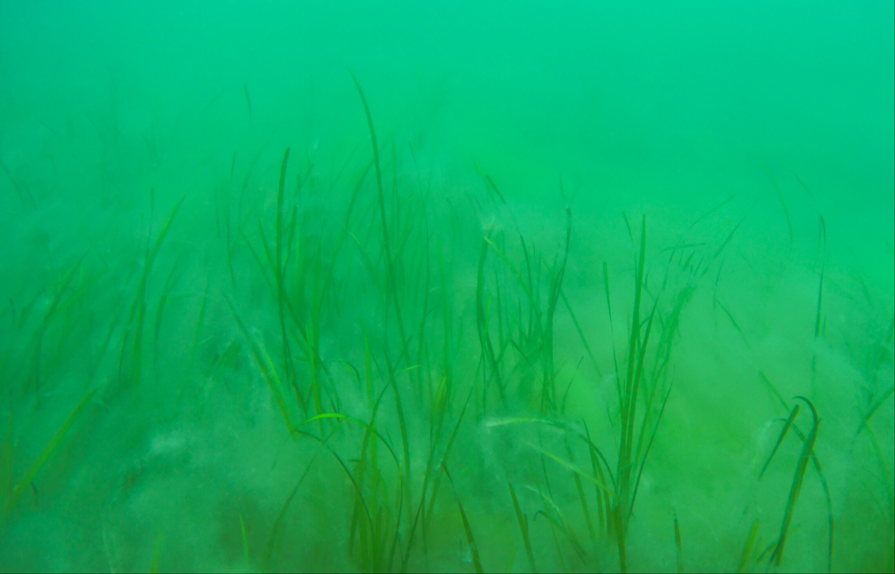 Felaket İstanbul Boğazı'na kadar geldi! Marmara Denizi için son çare: Gerçek dışı bir çözüm yok - 1. Resim