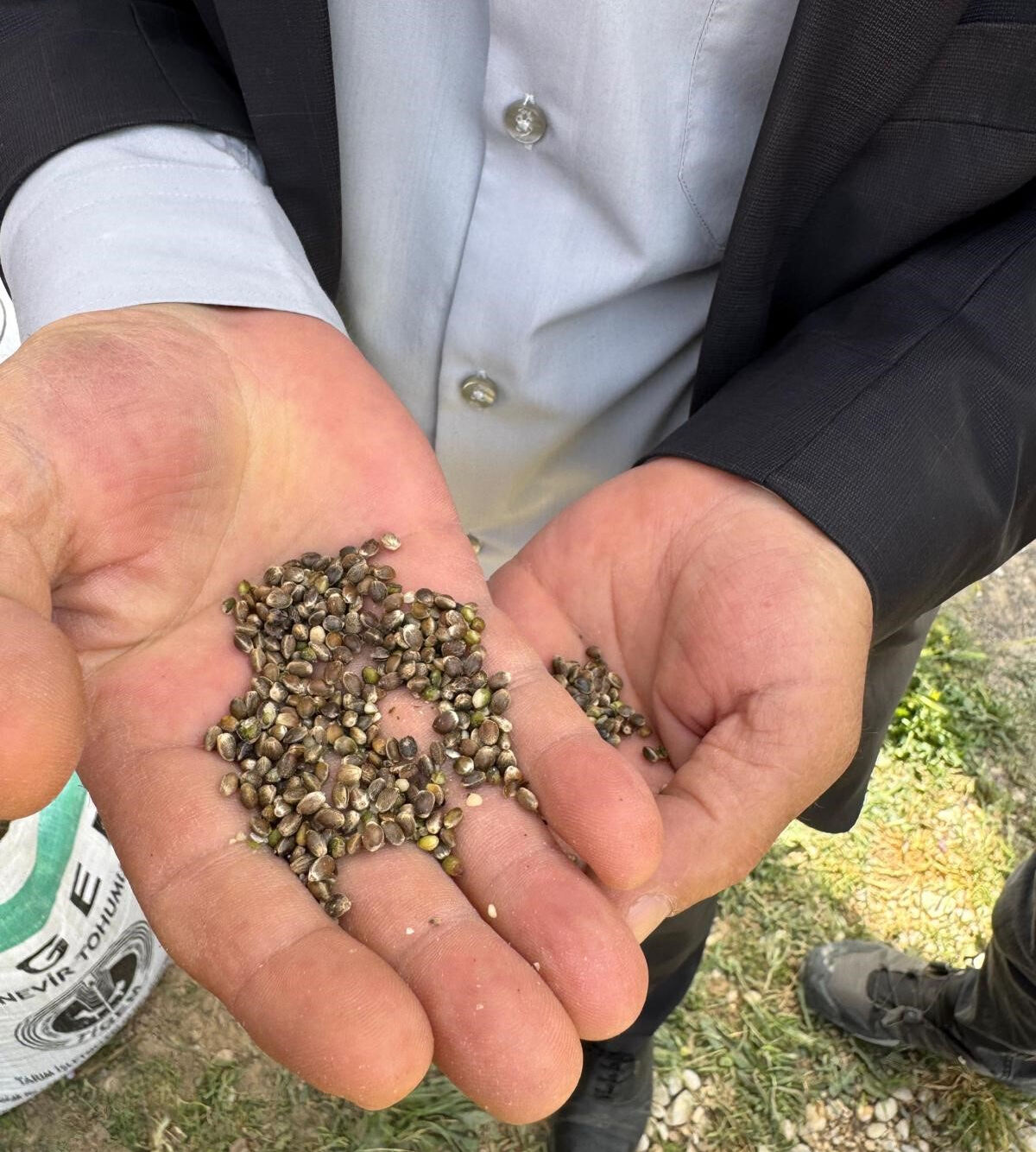 Konya'da kenevir ekimi! 100 g&uuml;n i&ccedil;inde hasat alınacak - 2. Resim