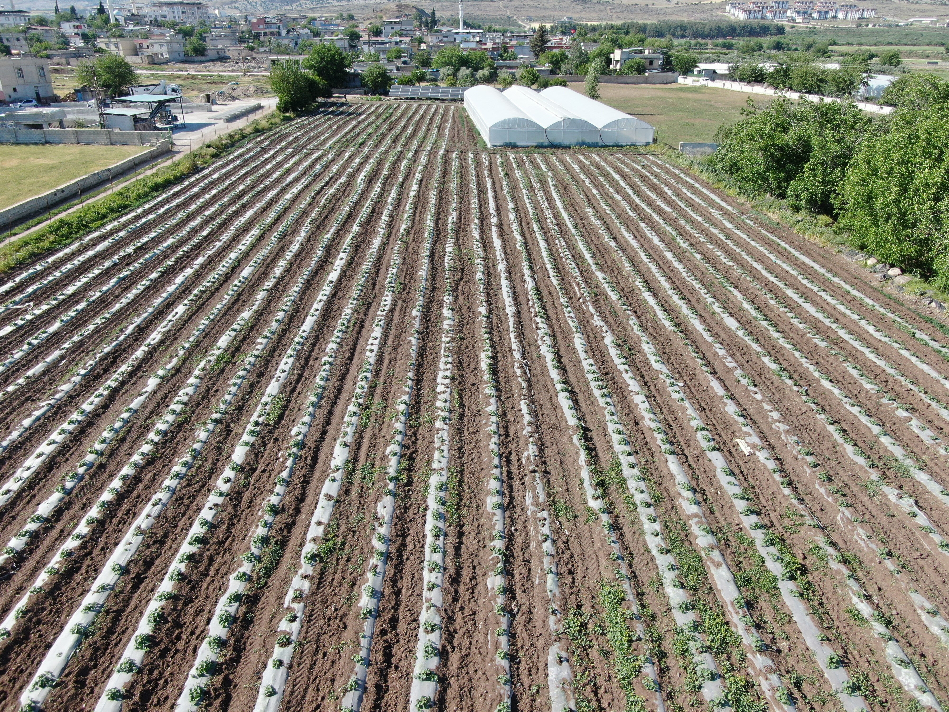 Serasına kurduğu sistemle 70 gün olan hasat süresini 30 güne düşürdü - 1. Resim