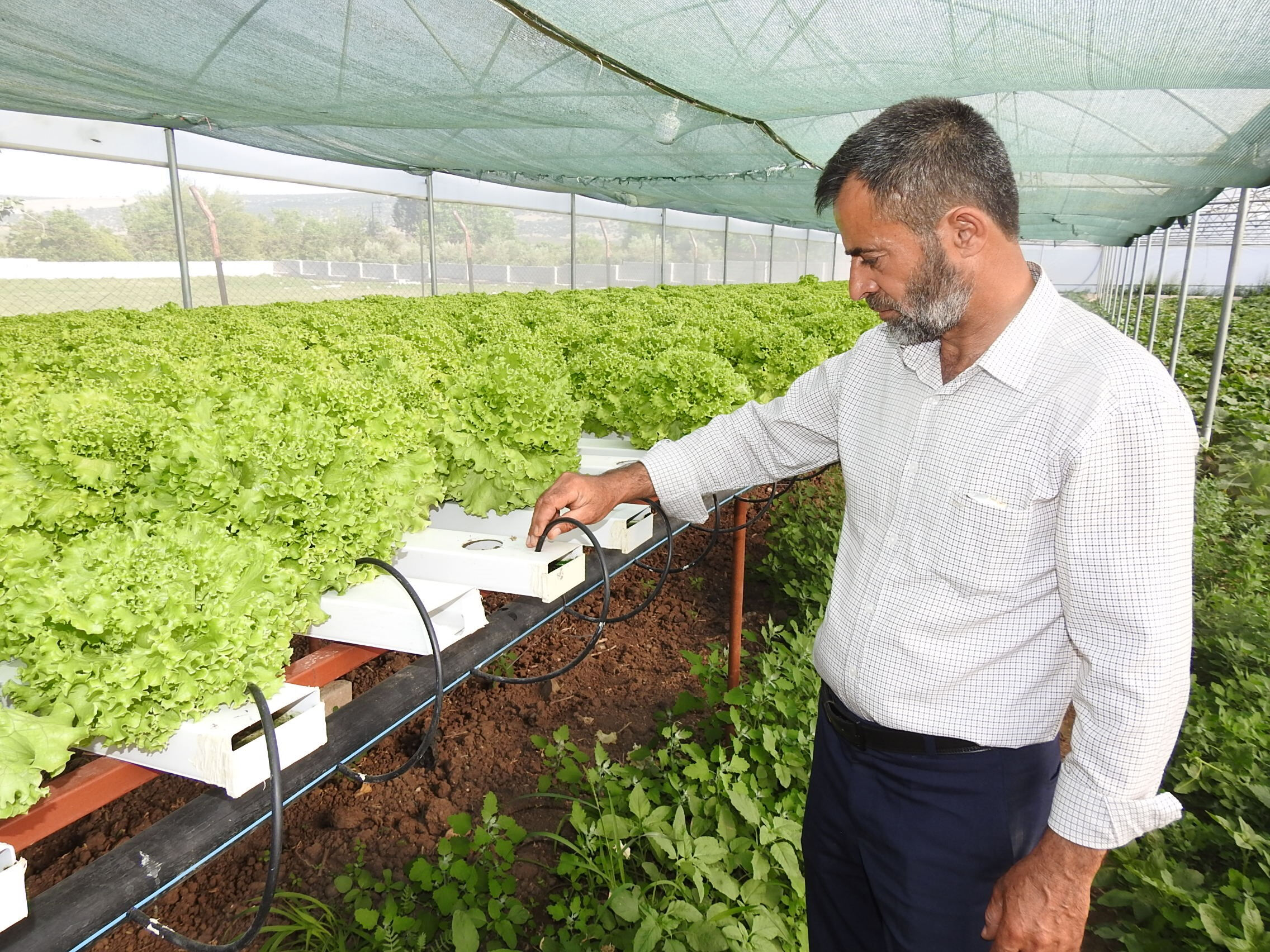 Serasına kurduğu sistemle 70 gün olan hasat süresini 30 güne düşürdü - 2. Resim