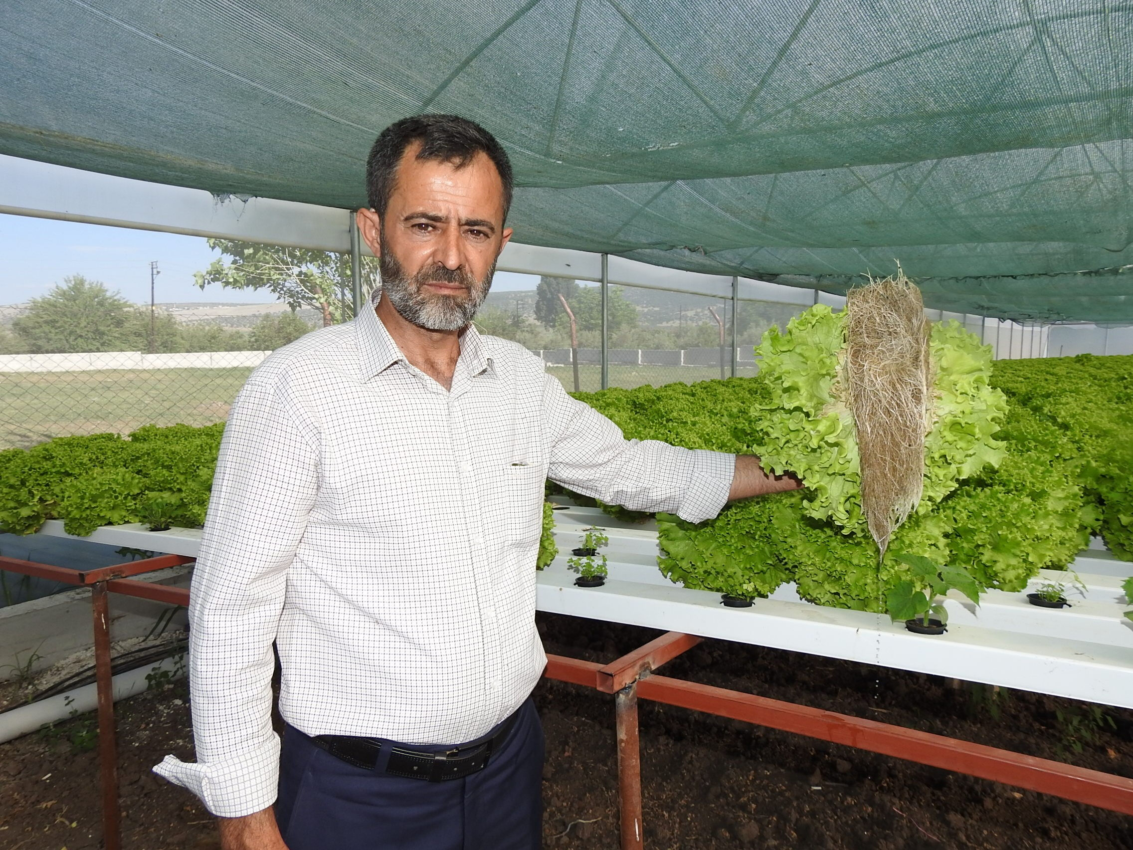 Serasına kurduğu sistemle 70 gün olan hasat süresini 30 güne düşürdü - 3. Resim