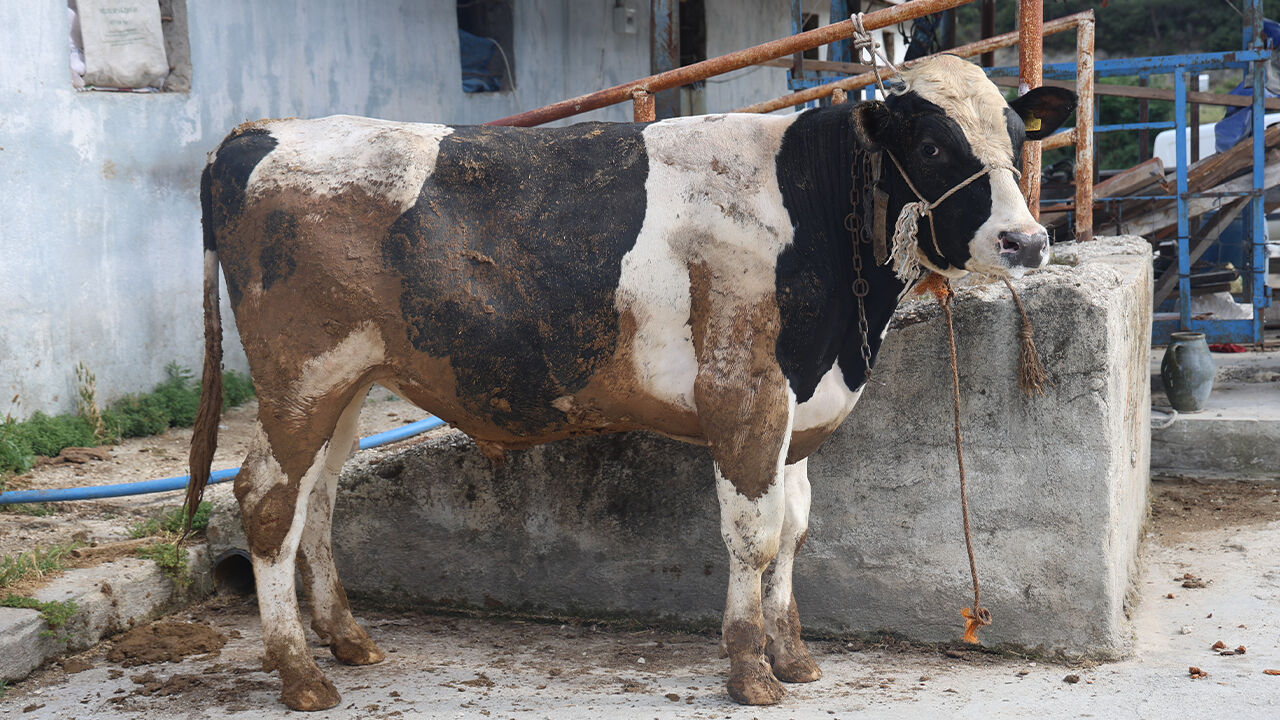 Bayram öncesi dolandırıcıların şeytani planı ağızları açıkta bıraktı! Baba-oğul ava giderken avlandı - 2. Resim