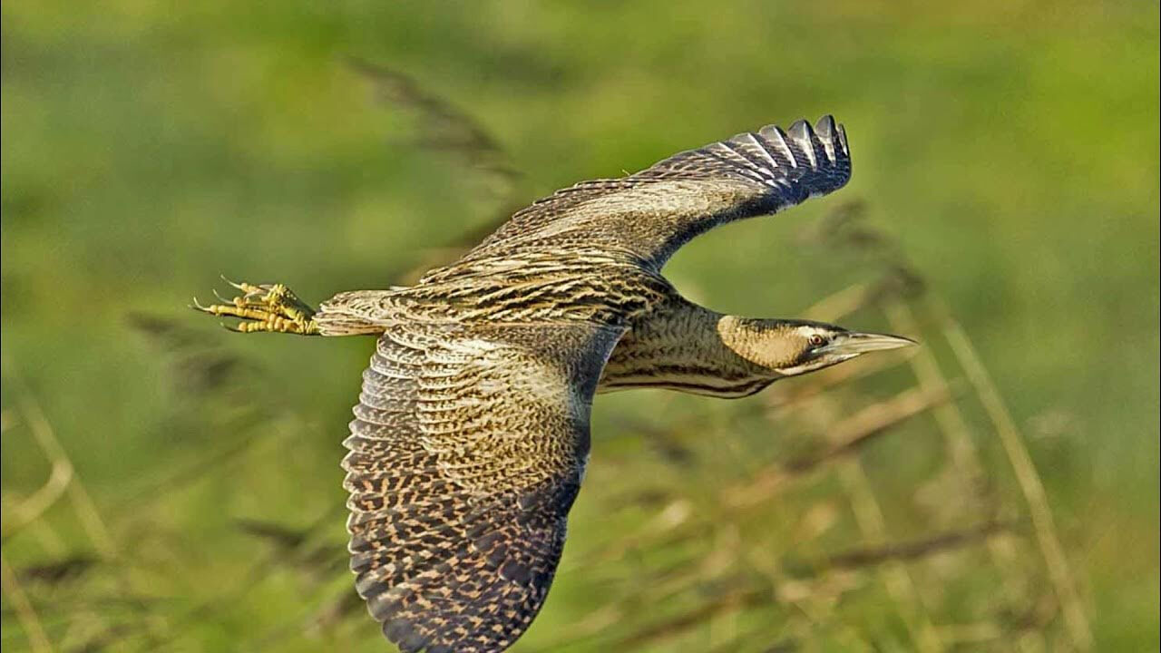 Erzurum'da bulundu, nesli tükenme tehlikesinde! İlginç kuşu gören bir daha bakıyor - 1. Resim
