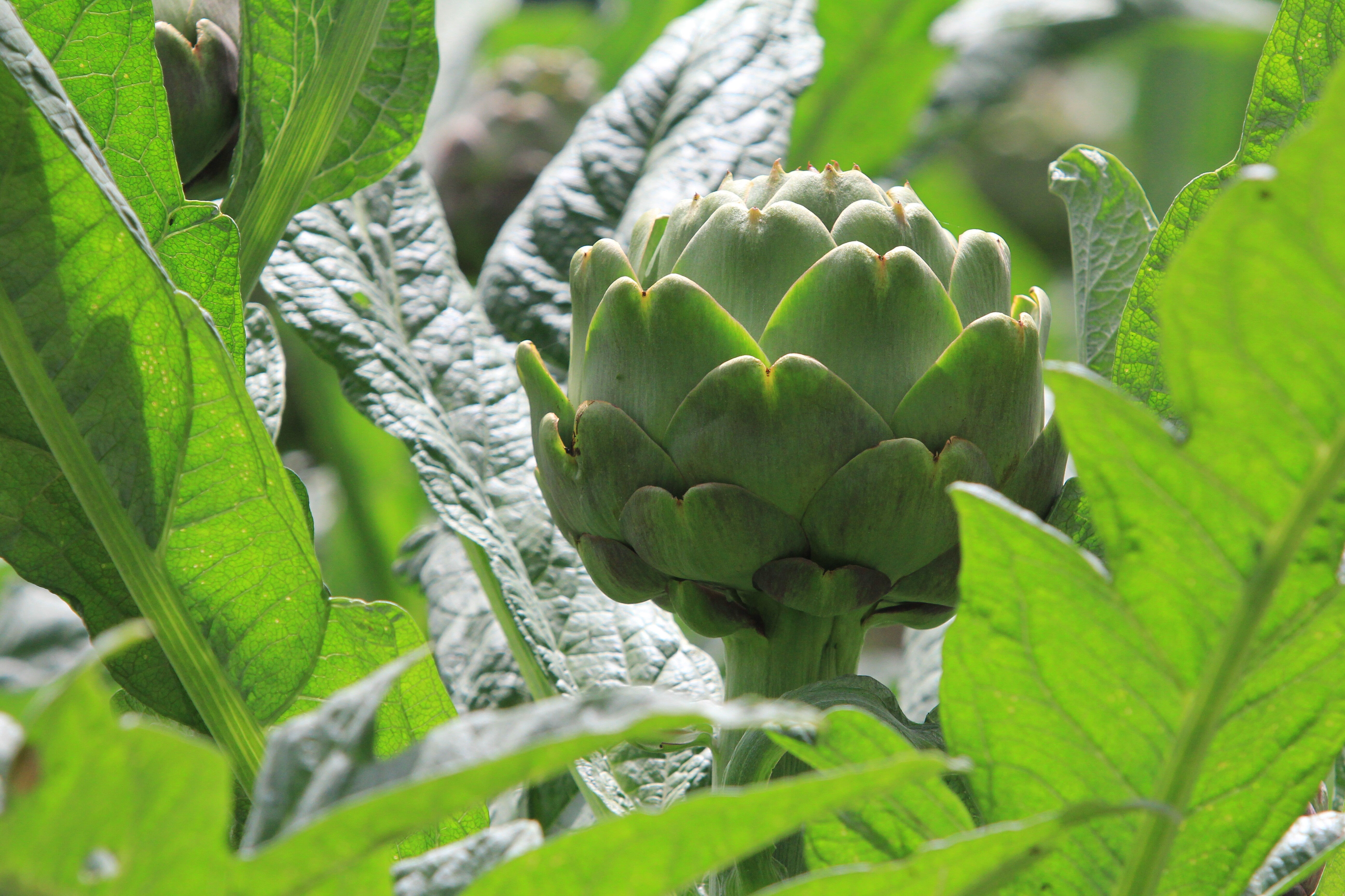 Hasanağa'da hasat başladı, İstanbullular sıraya giriyor! Fiyatı 70 TL'ye dayandı - 1. Resim