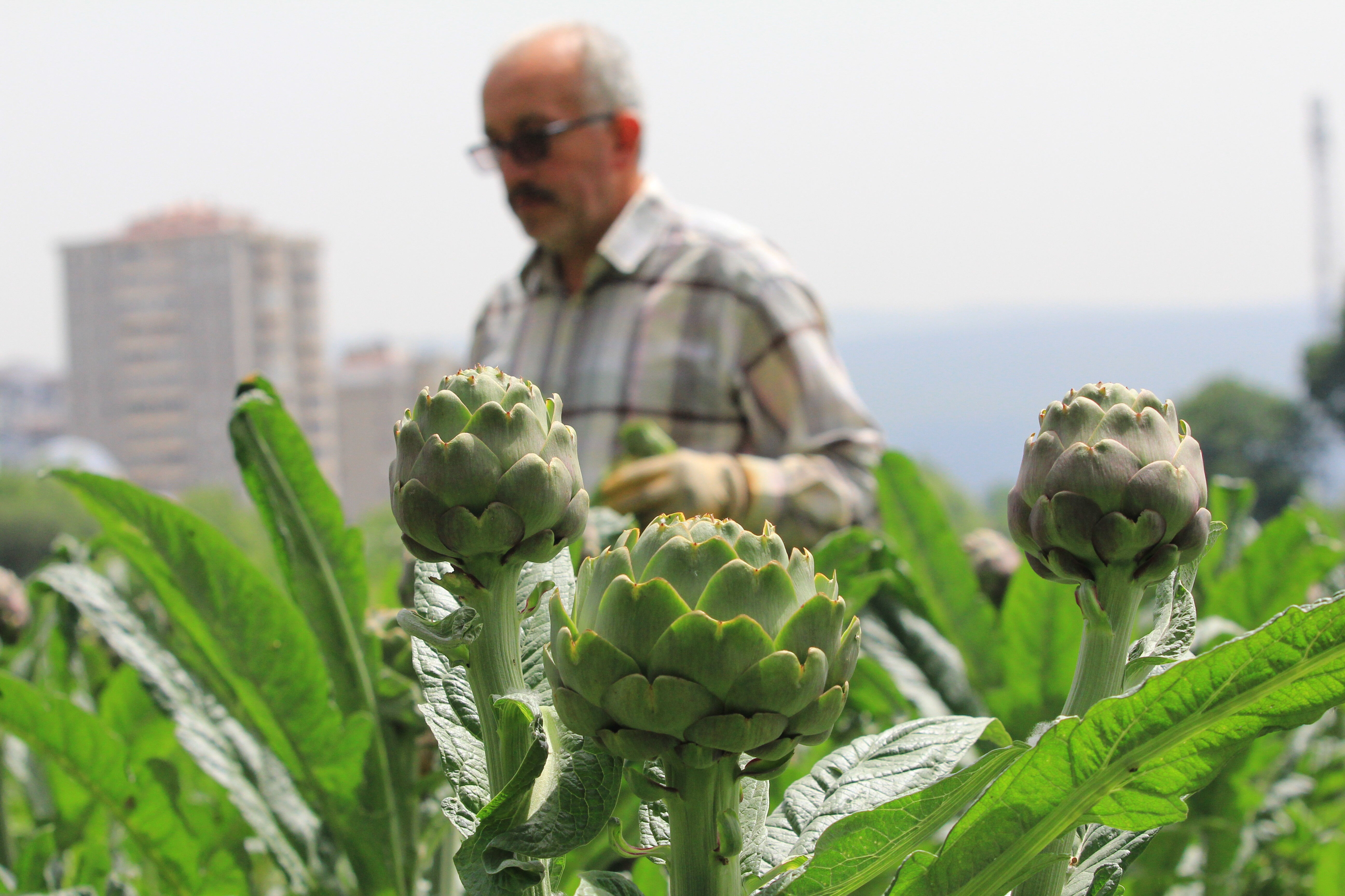 Hasanağa'da hasat başladı, İstanbullular sıraya giriyor! Fiyatı 70 TL'ye dayandı - 2. Resim