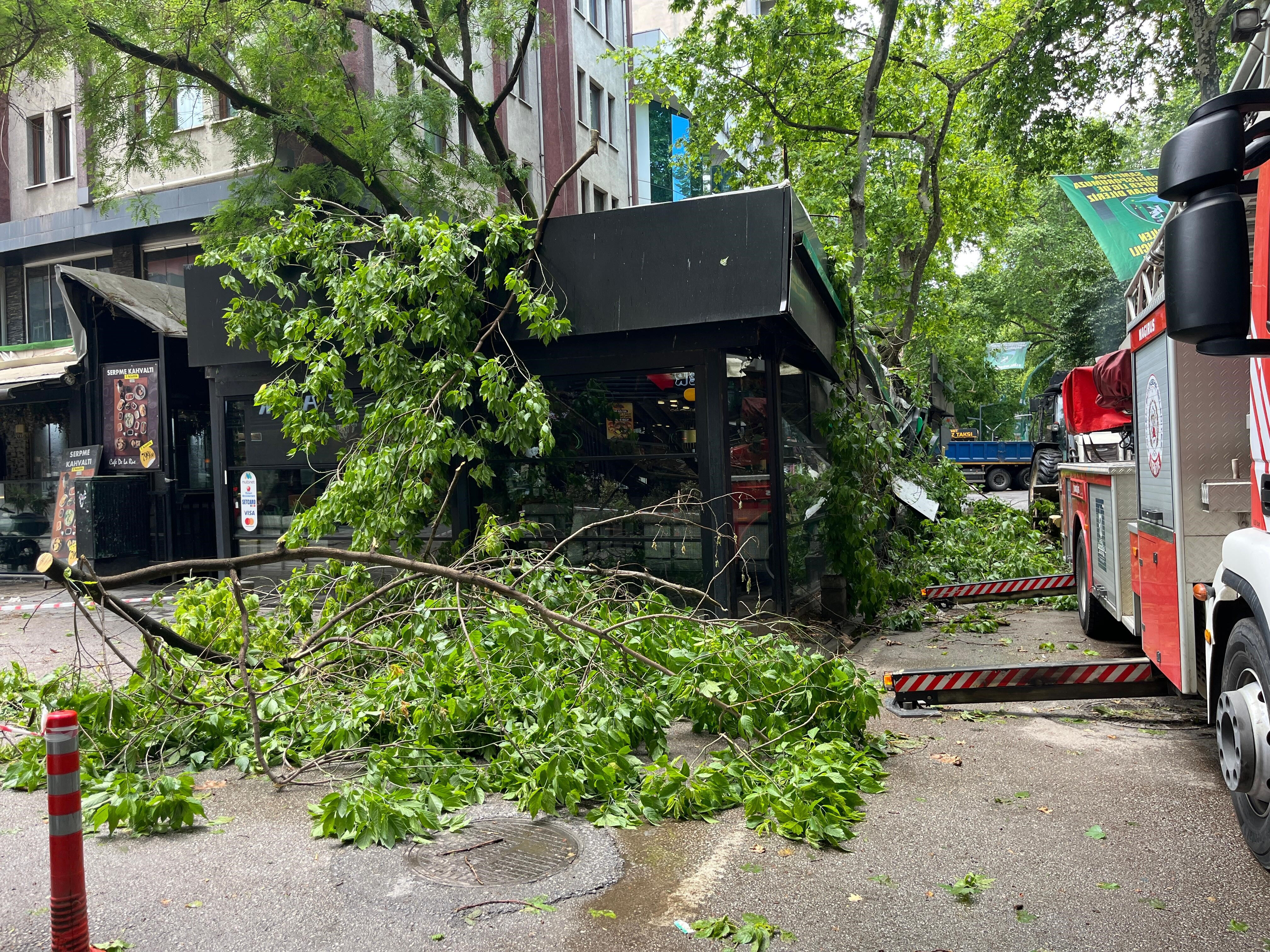 İzmit'te faciaya ramak kala! 150 yıllık ağaç kafenin üzerinde düştü: Yaralılar var - 2. Resim