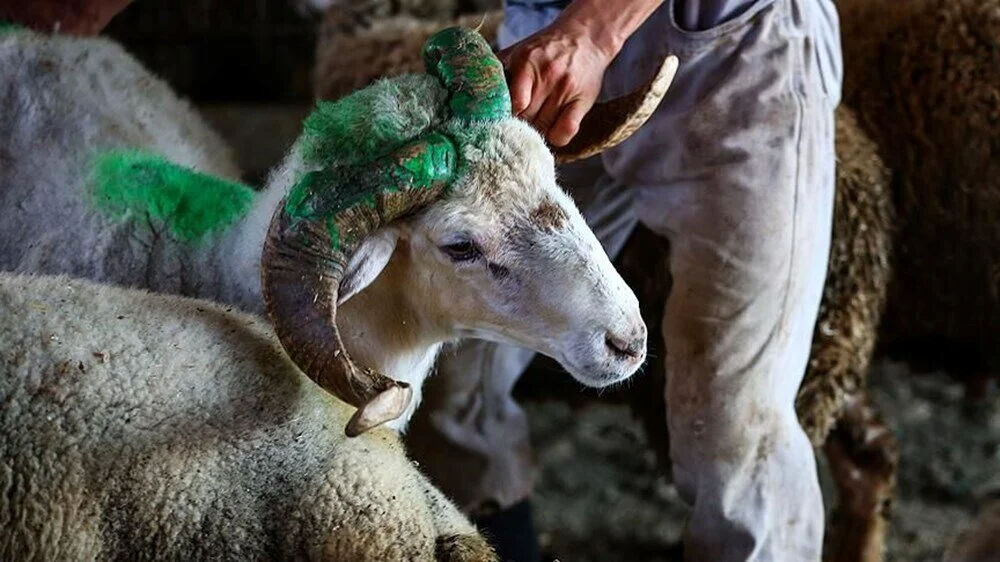 Kurban Bayramı tatili kaç gün olacak, 9 gün olacak mı? Bakandan açıklama gecikmedi! - 3. Resim