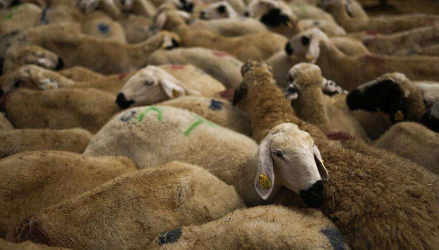 Kurban Bayramına kaç gün kaldı, 9 gün olur mu? 2025 Kurban Bayramı için resmi açıklamalar bekleniyor - 2. Resim