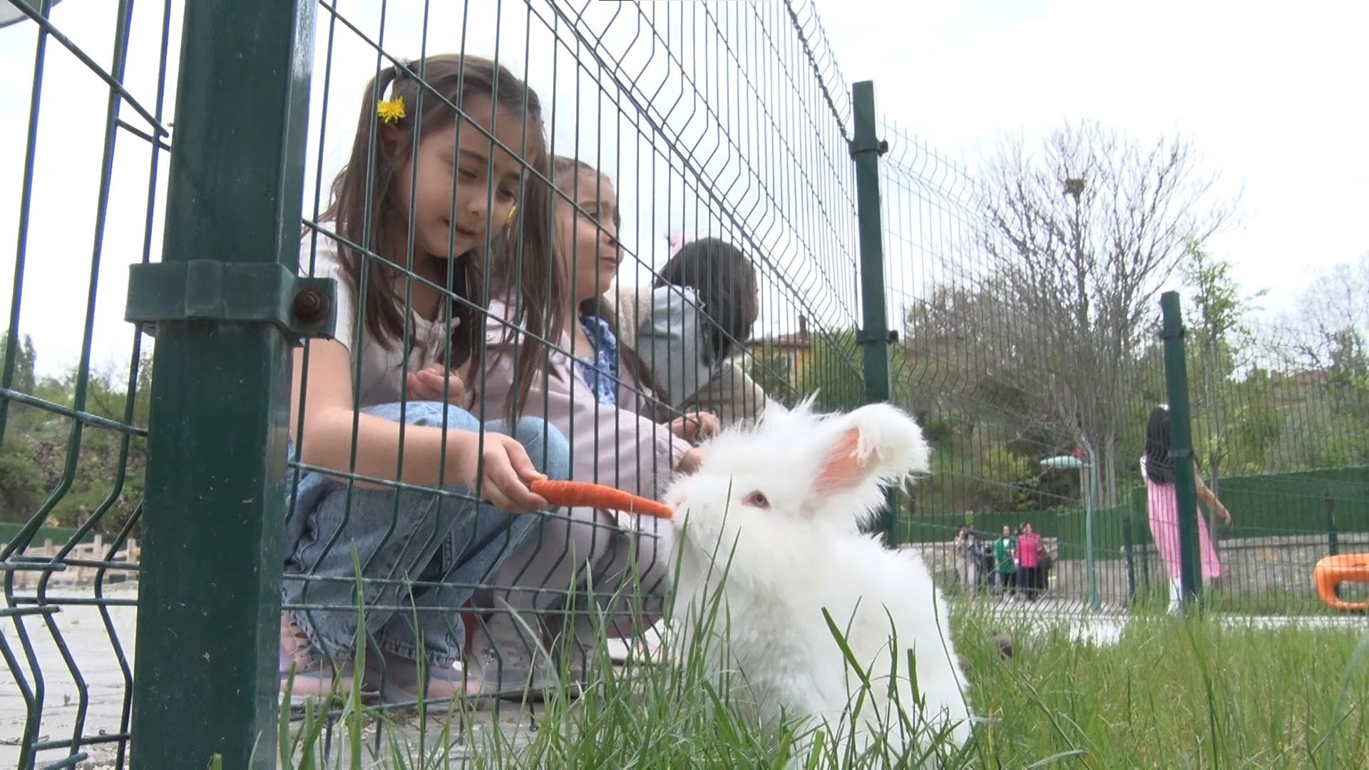 Türkiye'de sadece 1 ilçede yetiştiriliyor: Tüyleri NASA'nın radarına girecek! Bir çiftle başladı şimdi... - 3. Resim