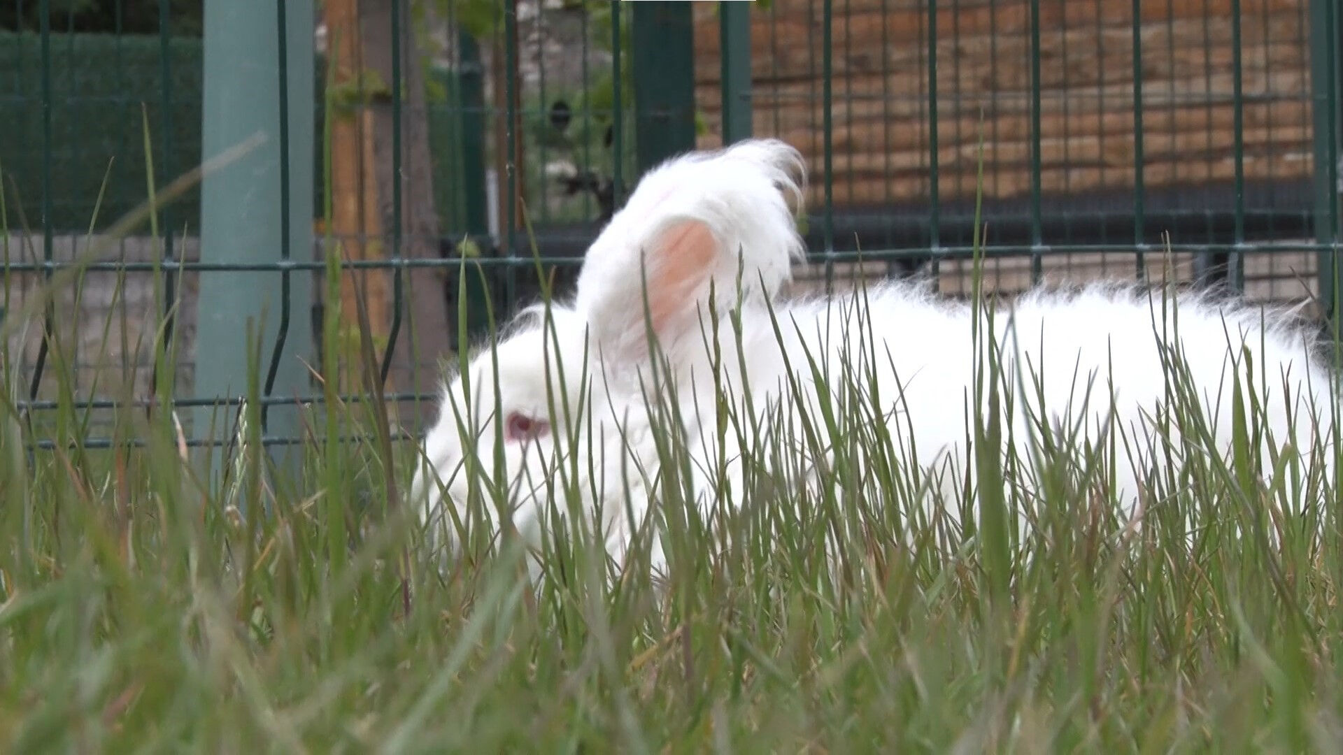 Türkiye'de sadece 1 ilçede yetiştiriliyor: Tüyleri NASA'nın radarına girecek! Bir çiftle başladı şimdi... - 1. Resim