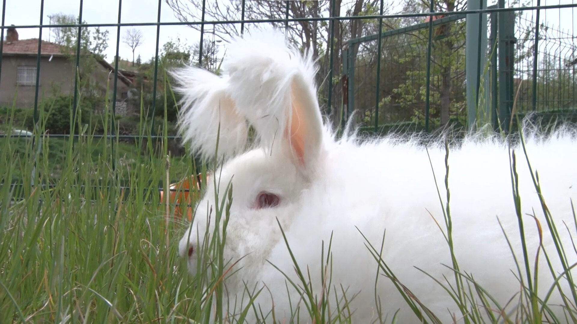 Türkiye'de sadece 1 ilçede yetiştiriliyor: Tüyleri NASA'nın radarına girecek! Bir çiftle başladı şimdi... - 4. Resim