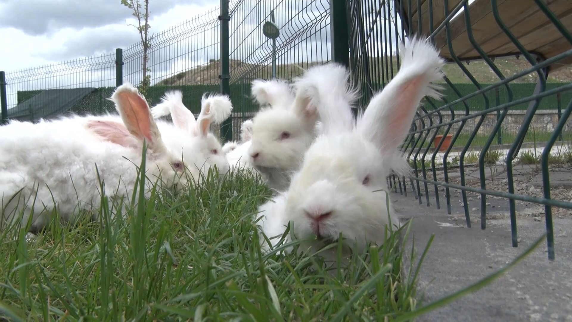 Türkiye'de sadece 1 ilçede yetiştiriliyor: Tüyleri NASA'nın radarına girecek! Bir çiftle başladı şimdi... - 2. Resim