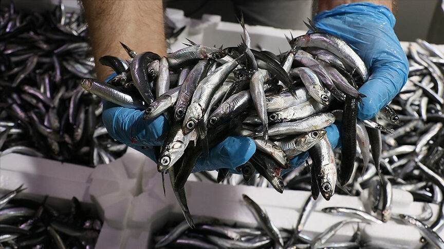 Türkiye'den 18 ülkeye satış! 4 ayda 4,7 milyon dolar kazandırdı - 2. Resim