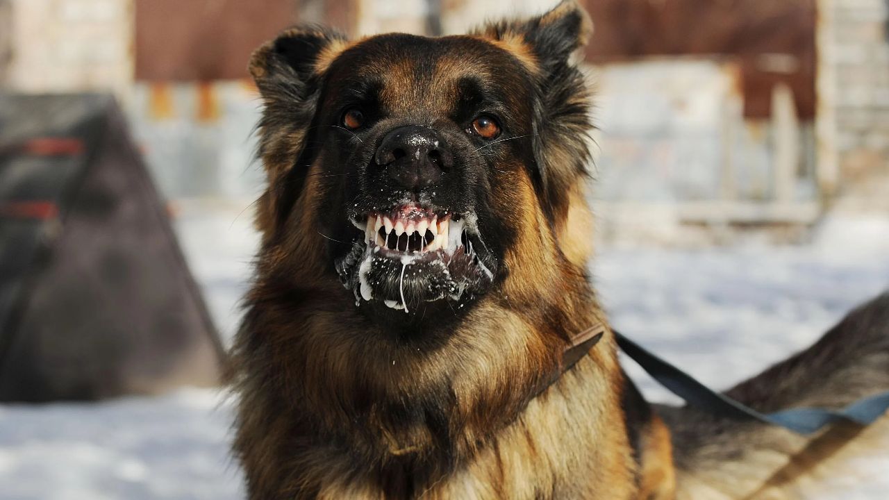 Başıboş köpekler çocuğu hastanelik etti: Belediye başkanı hakkında soruşturma başlatıldı Başıboş köpekler çocuğu hastanelik etti: Belediye başkanı hakkında soruşturma başlatıldı