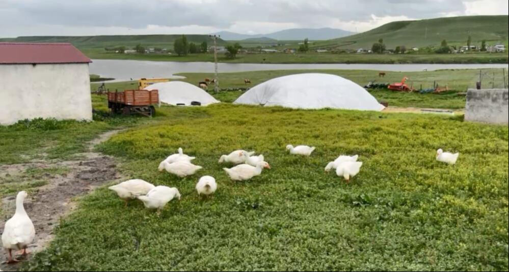 Bedeli 4500 lira! Gram altınla yarışıyor, çocukları gibi bakıyorlar... - 3. Resim