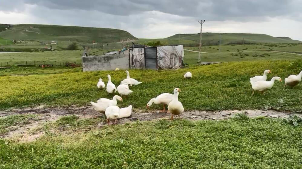 Bedeli 4500 lira! Gram altınla yarışıyor, çocukları gibi bakıyorlar... - 4. Resim