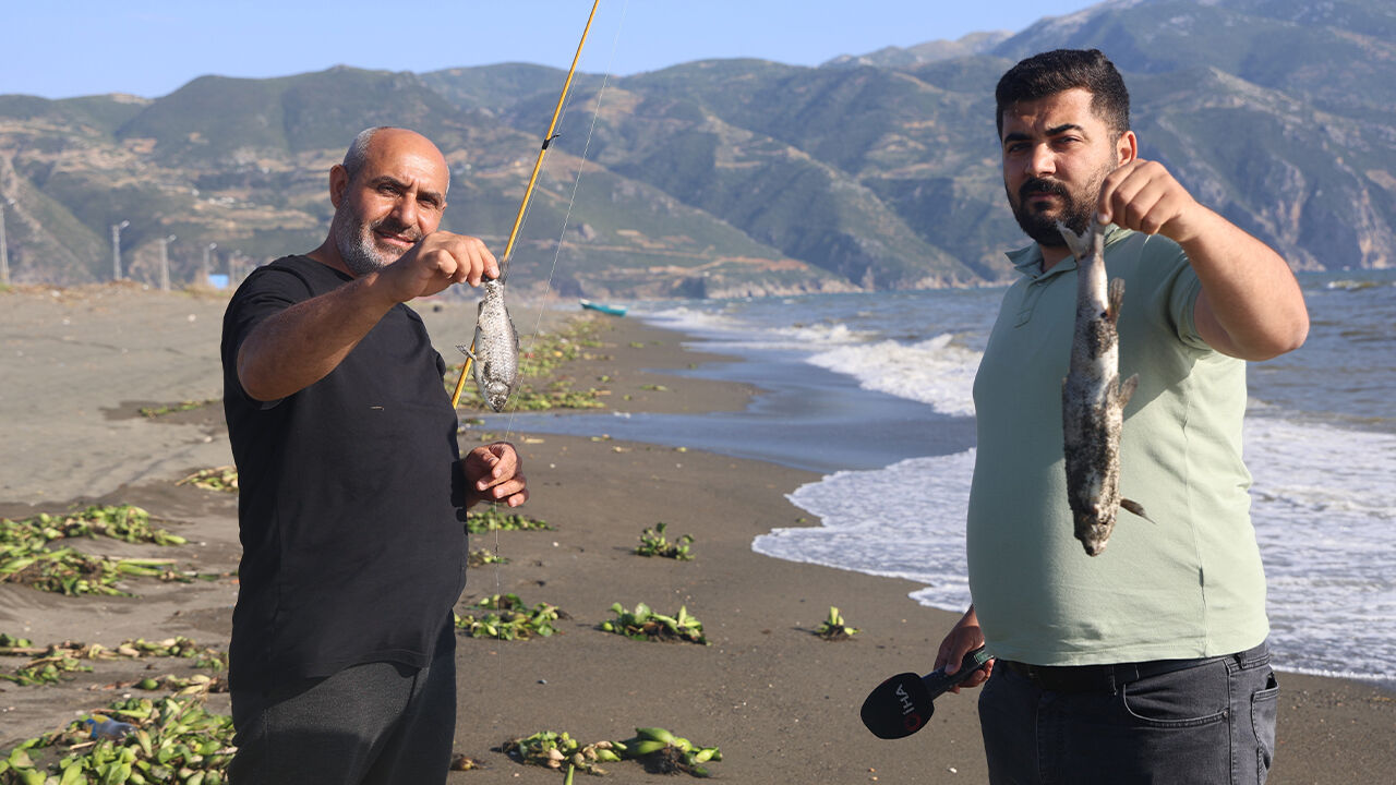 Binlerce balık telef oldu! Sahil ölü kefal ve sazanlarla kaplandı - 3. Resim