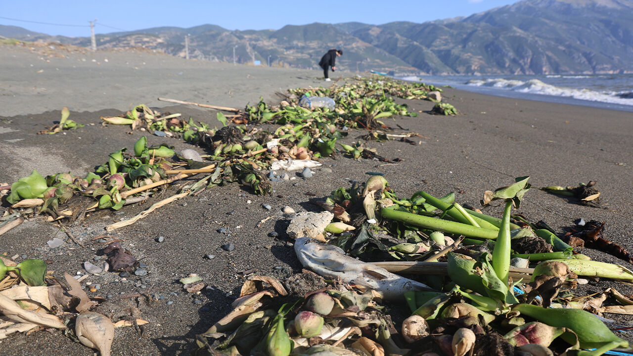 Binlerce balık telef oldu! Sahil ölü kefal ve sazanlarla kaplandı - 2. Resim