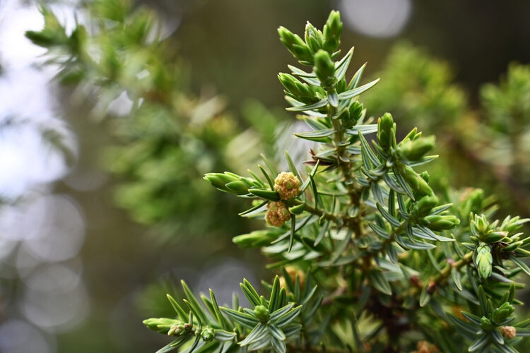 Günde 5 tane yapıp evini geçindiriyor: Tek derdi çırak bulamamak! Ağaç dallarından ürettiğine şaşıracaksınız - 4. Resim