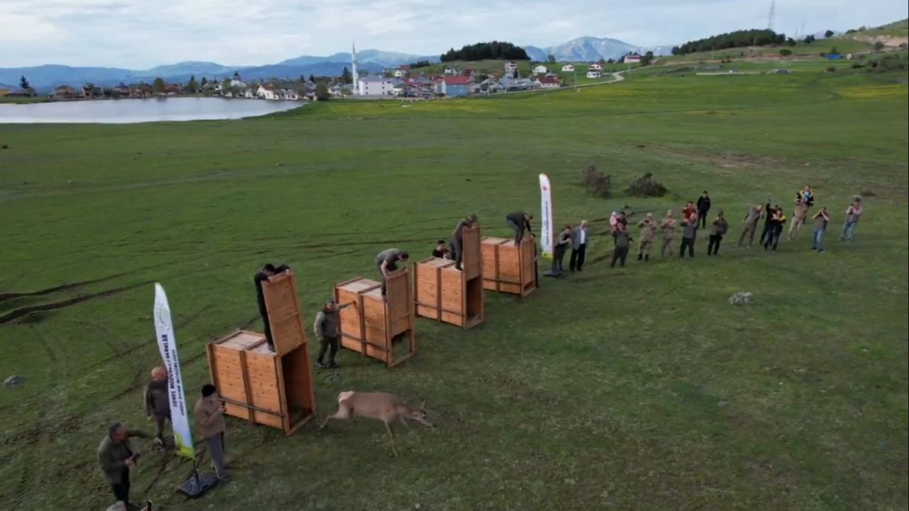 Yaşam