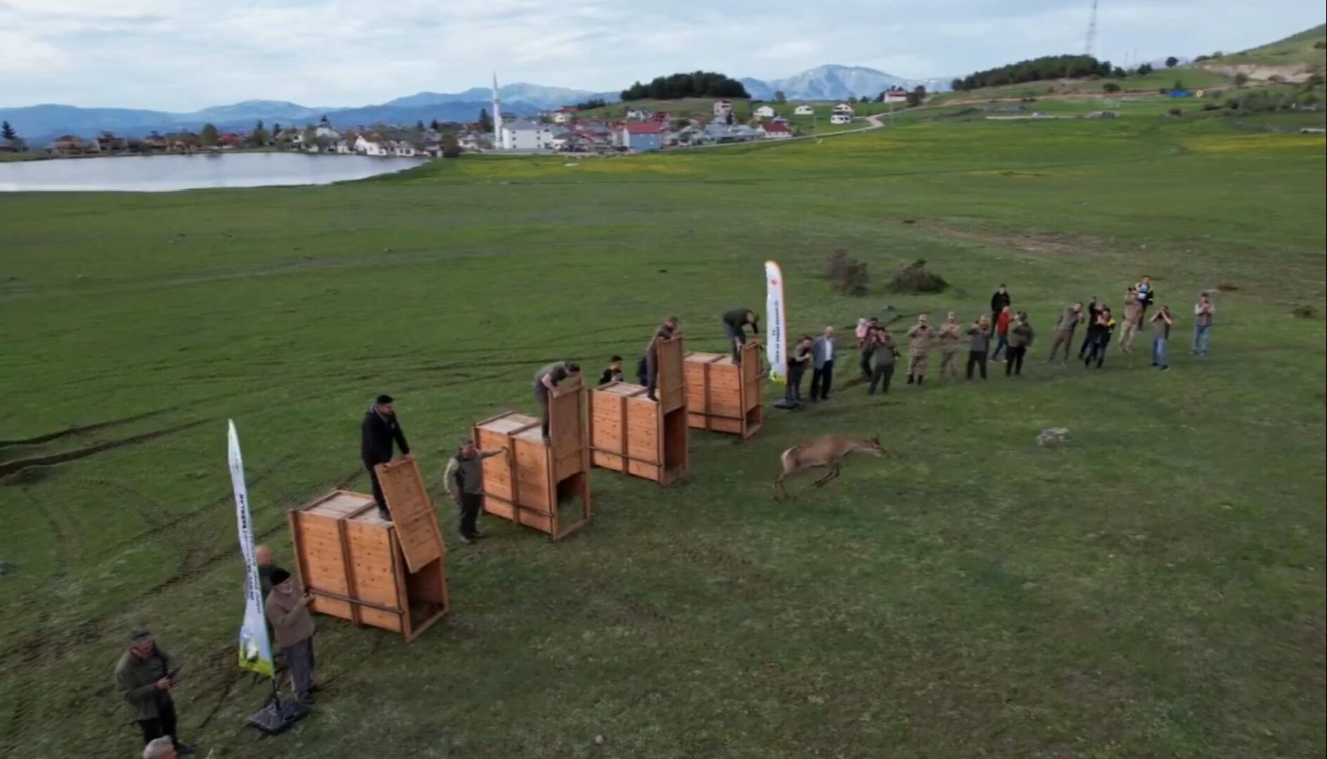 Tam 13 tanesi doğaya salınacak! Kızıl geyikler Ordu'ya nakledildi - 1. Resim