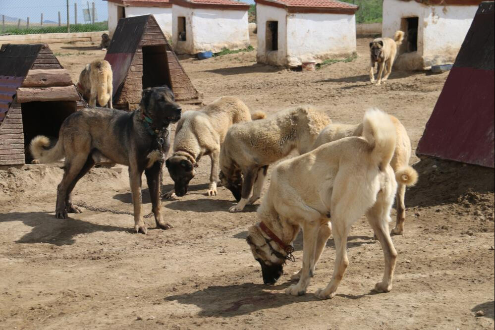 20'li gruplar halinde görülmeye başladı! Talep patladı... Dünyanın en iyisi - 1. Resim