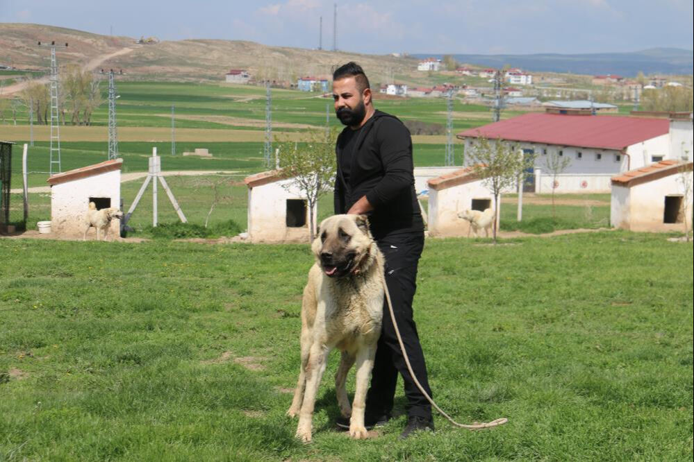 20'li gruplar halinde görülmeye başladı! Talep patladı... Dünyanın en iyisi - 3. Resim