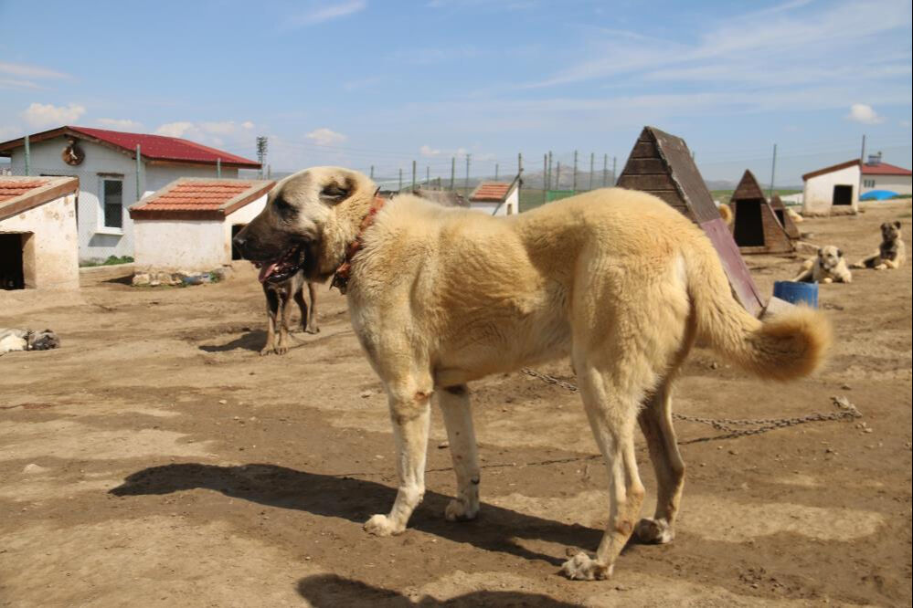 20'li gruplar halinde görülmeye başladı! Talep patladı... Dünyanın en iyisi - 2. Resim