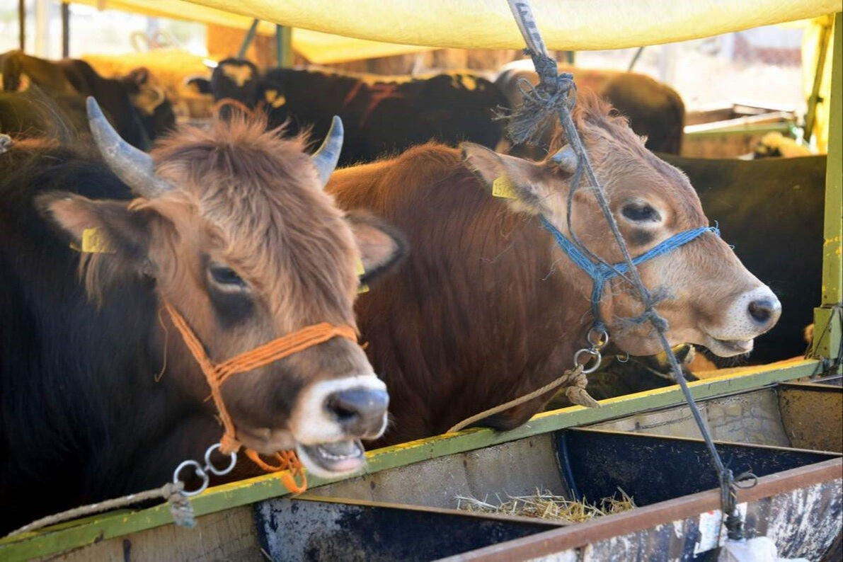 Aliağa'da kurbanlık kesim fiyatları belli oldu - 1. Resim