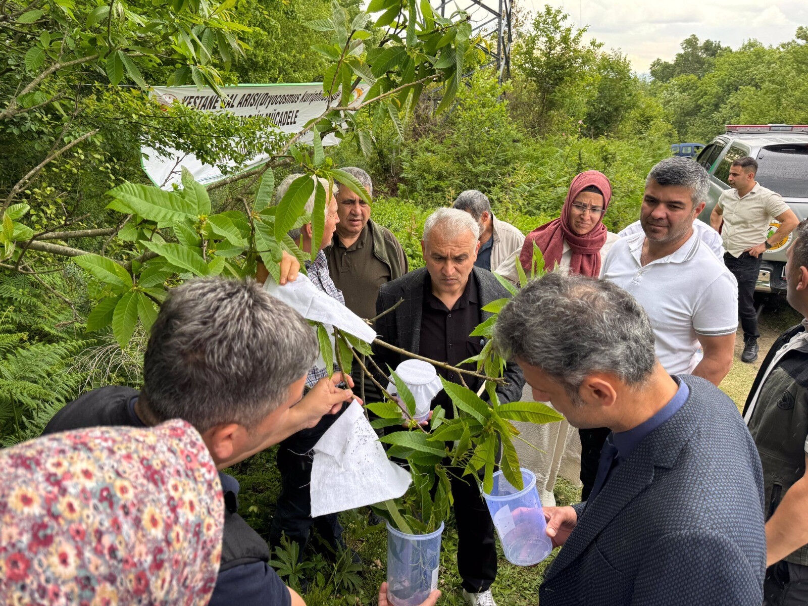Bal değil gal arısı! Çiftçinin düşmanı böcekli mücadele başlatıldı - 2. Resim