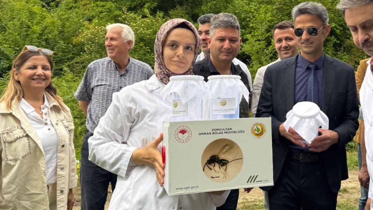 Bal değil gal arısı! Çiftçinin düşmanı için böcekli mücadele başlatıldı Bal değil gal arısı! Çiftçinin düşmanı için böcekli mücadele başlatıldı