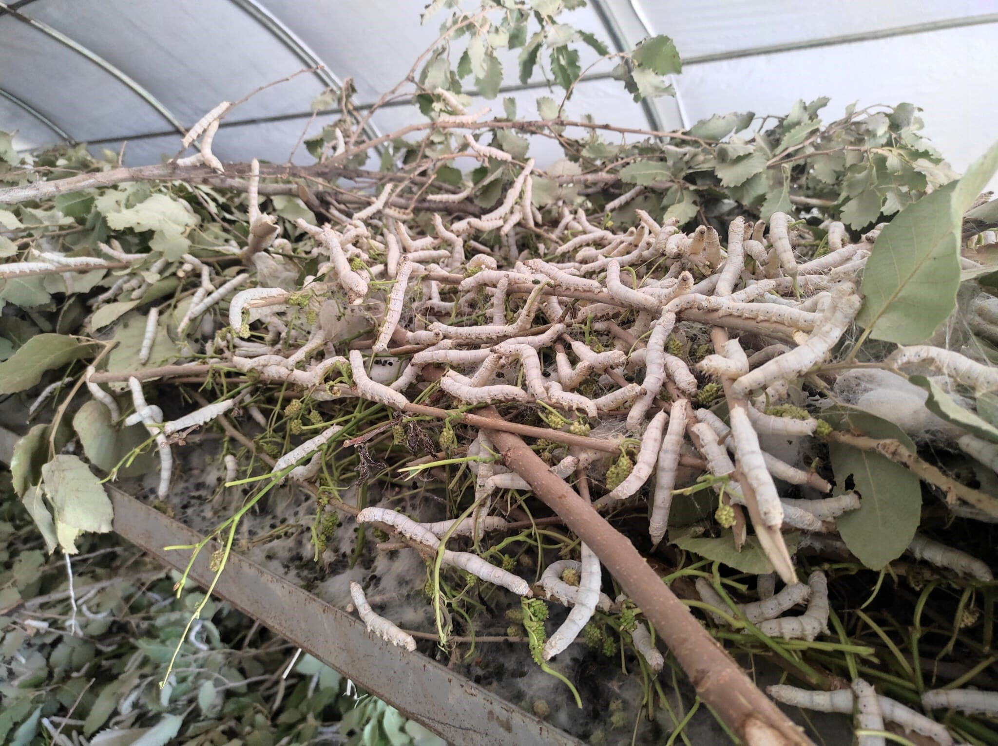 Kilosu 1000 lira, emeği 1 ay! Küçük bir böcek Sasonluların cebini dolduruyor - 4. Resim