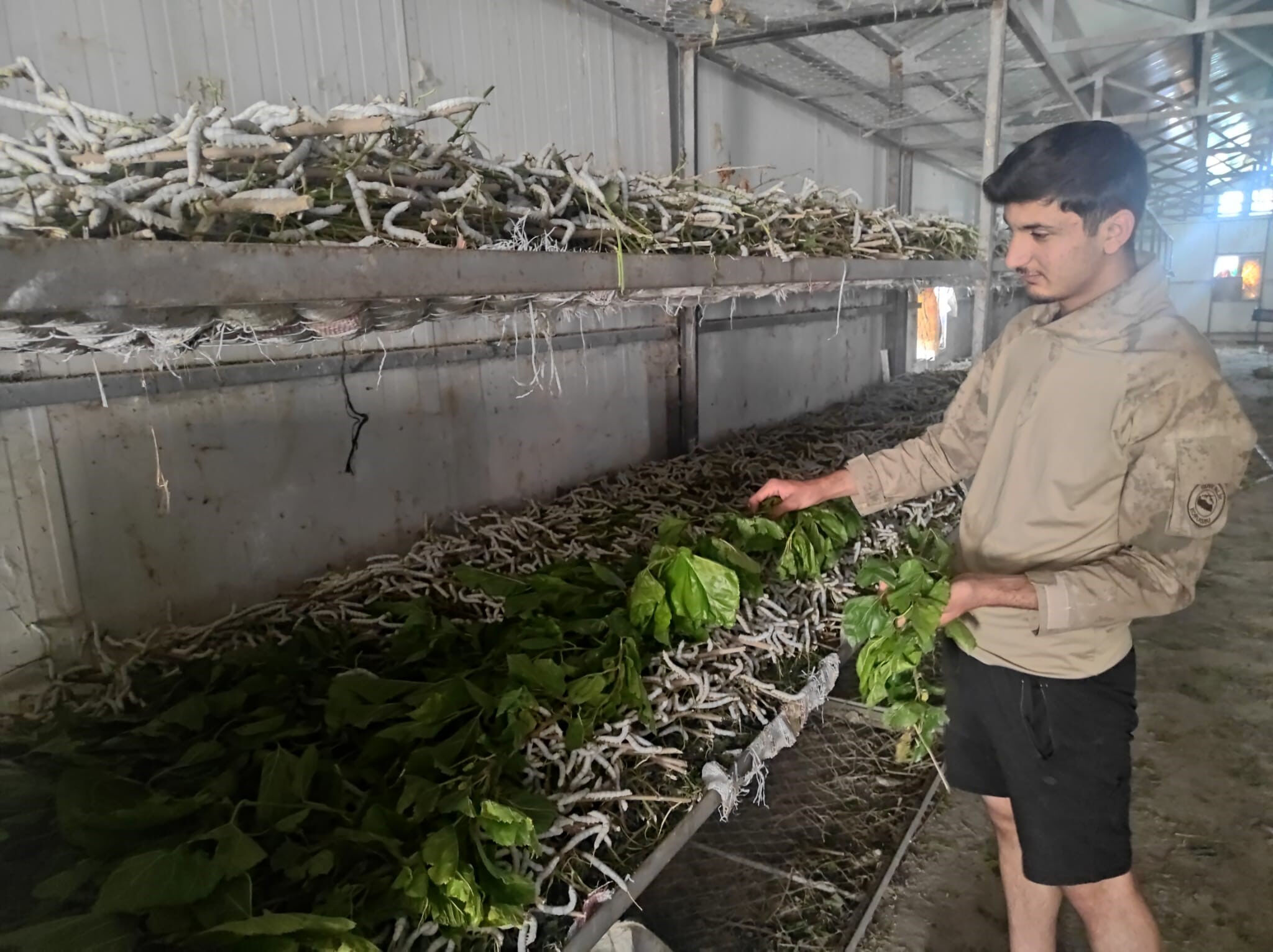 Kilosu 1000 lira, emeği 1 ay! Küçük bir böcek Sasonluların cebini dolduruyor - 1. Resim