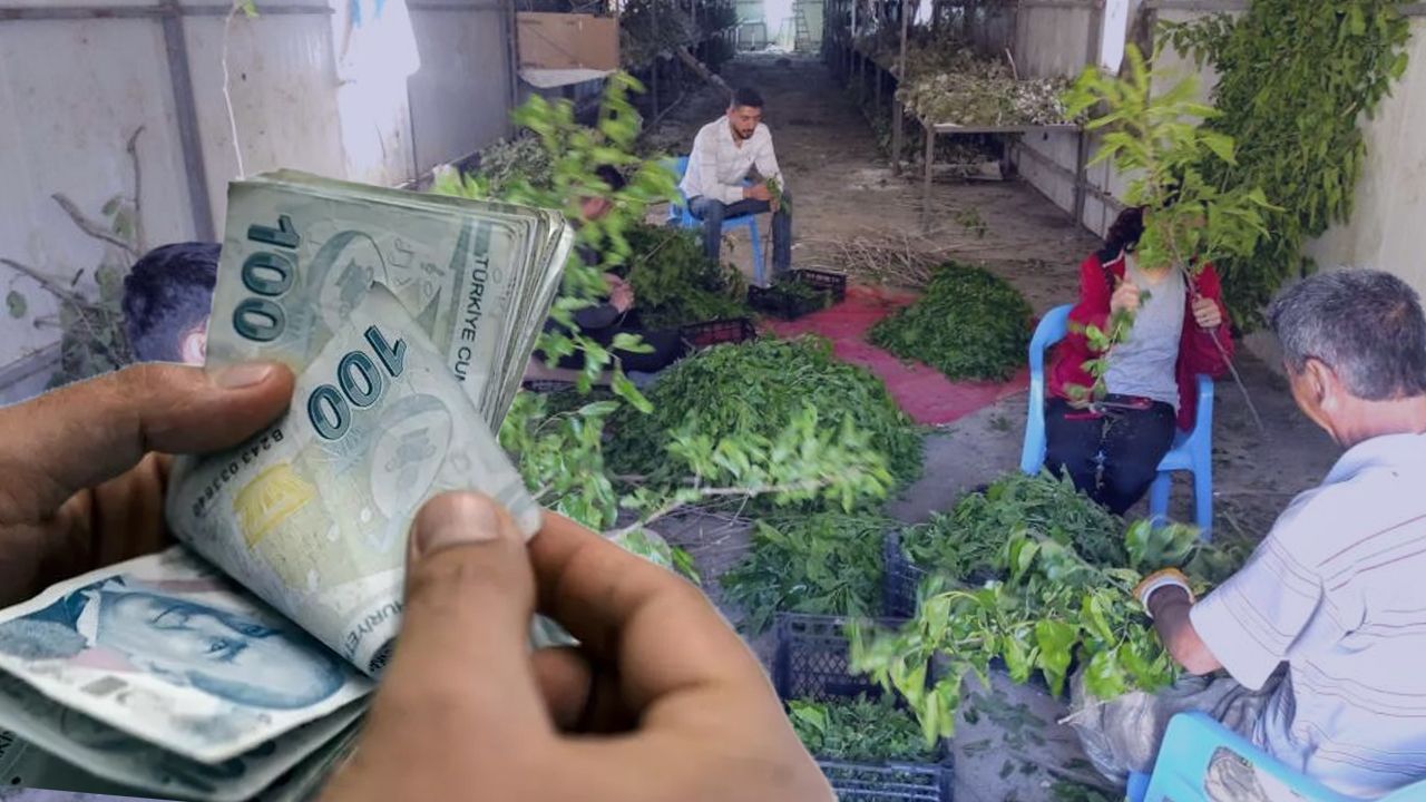 Kilosu 1000 lira, emeği 1 ay! Küçük bir böcek Sasonluların cebini dolduruyor Kilosu 1000 lira, emeği 1 ay! Küçük bir böcek Sasonluların cebini dolduruyor