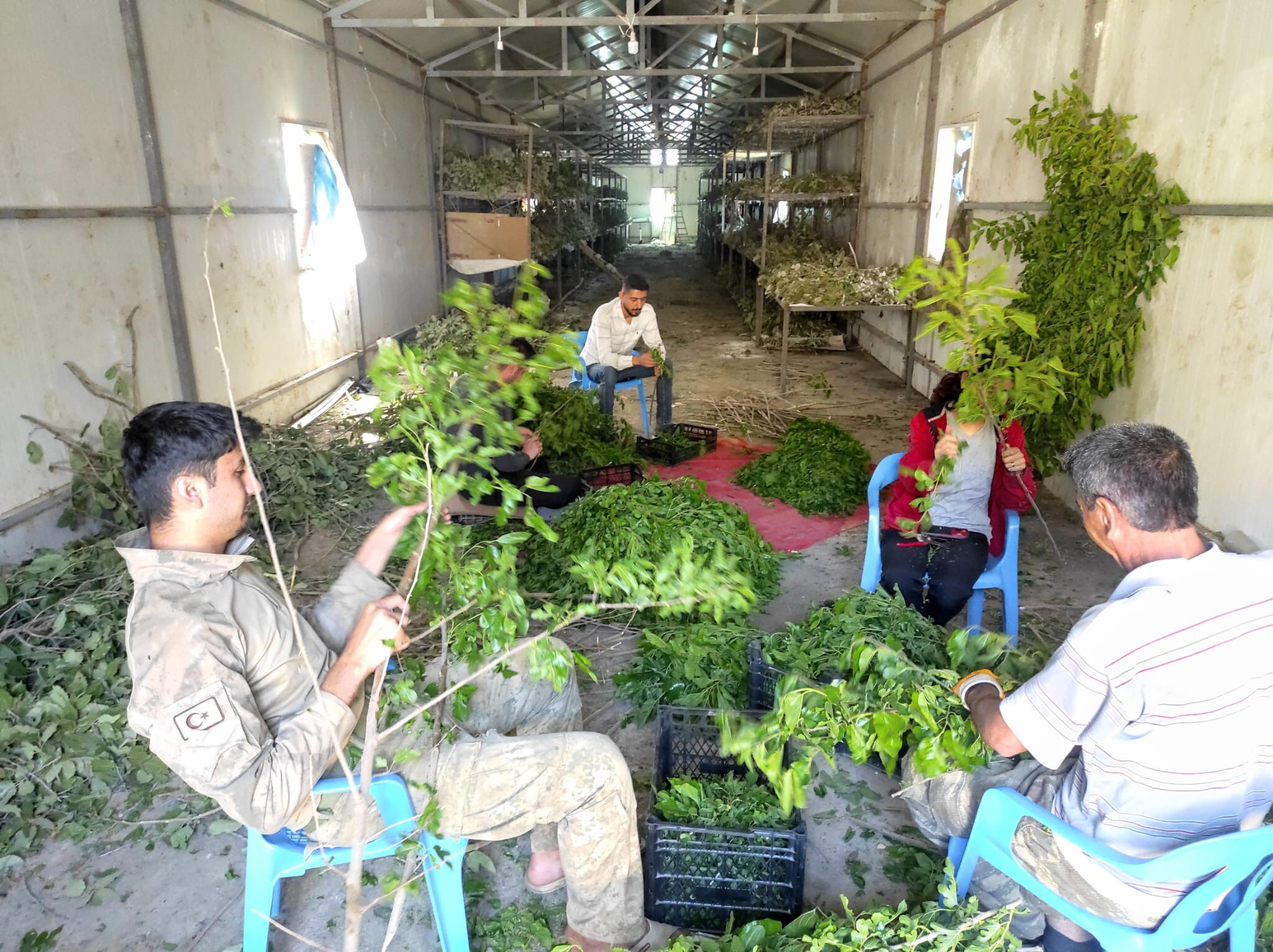 Kilosu 1000 lira, emeği 1 ay! Küçük bir böcek Sasonluların cebini dolduruyor - 2. Resim