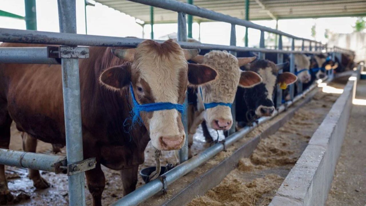 Kurban Bayramı birleşecek mi, 9 gün olacak mı? Kurban Bayramı tatili kaç gün olacak merakla takip ediliyor
