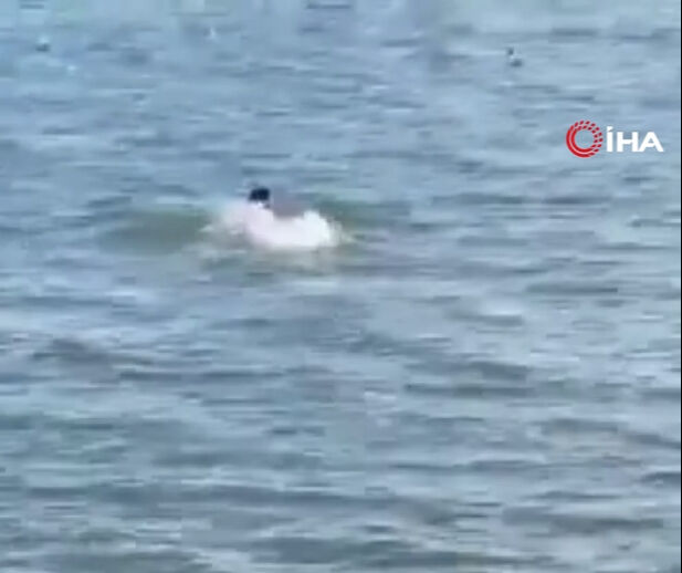 'Kurtuldum' diye bağırıp göle atladı! Balıkçı oltasıyla kurtarıldı - 1. Resim