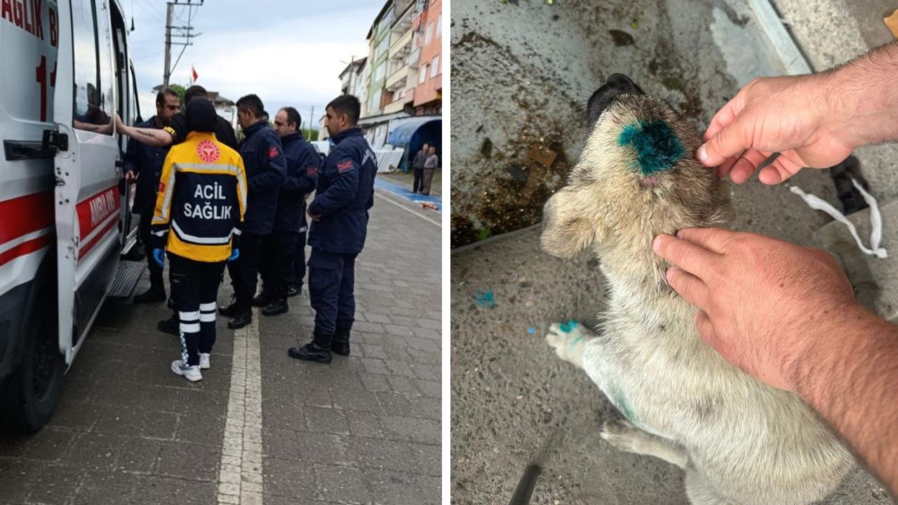 Yer: Zonguldak! Alkollü şahıs yavru köpeği ısırdı Yer: Zonguldak! Alkollü şahıs yavru köpeği ısırdı