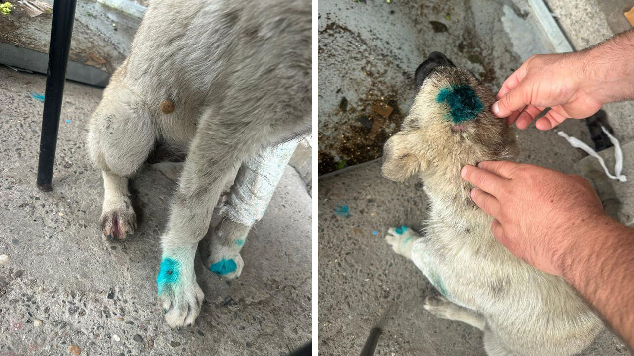 Yer: Zonguldak! Alkollü şahıs yavru köpeği ısırdı - 1. Resim