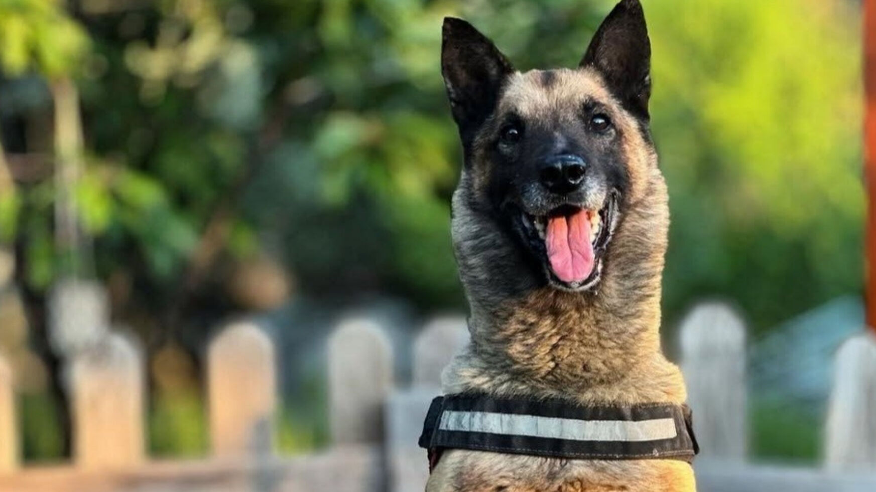 6,8 ve 6,8 büyüklüğündeki depremlerde aktif rol oynamıştı! Kahraman köpek Bob'a acı veda... - 1. Resim