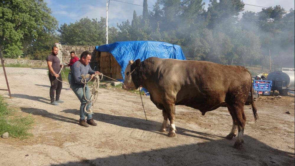 Ağırlığı bir ton 500 kilo, adı Fatih! Kurbanlık için araba parası istiyorlar - 2. Resim