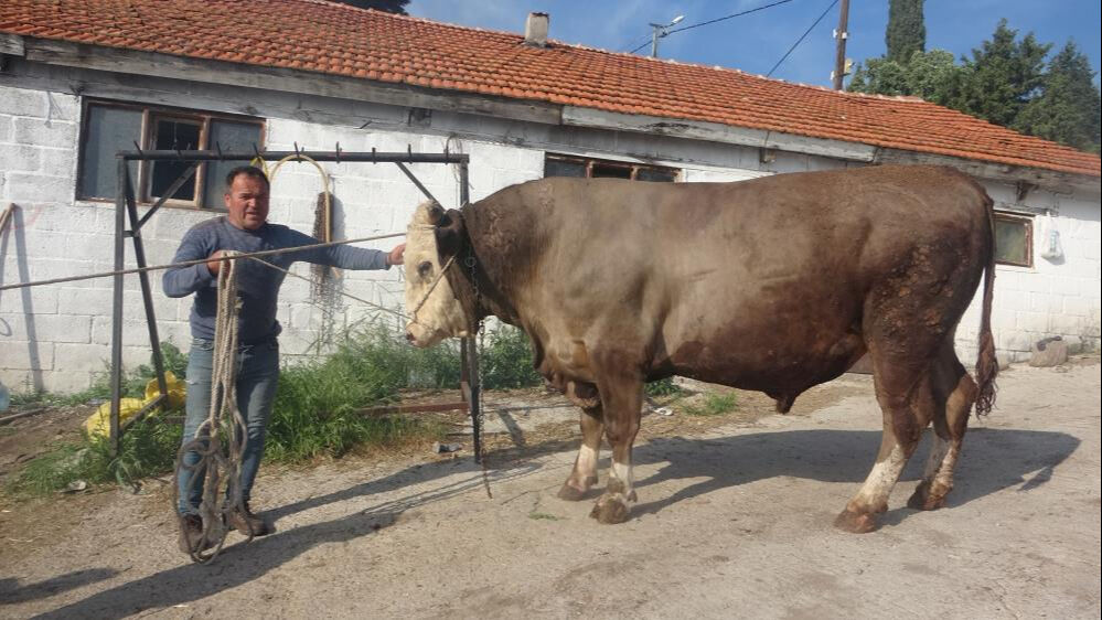 Ağırlığı bir ton 500 kilo, adı Fatih! Kurbanlık için araba parası istiyorlar - 1. Resim