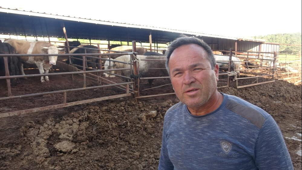 Ağırlığı bir ton 500 kilo, adı Fatih! Kurbanlık için araba parası istiyorlar - 3. Resim