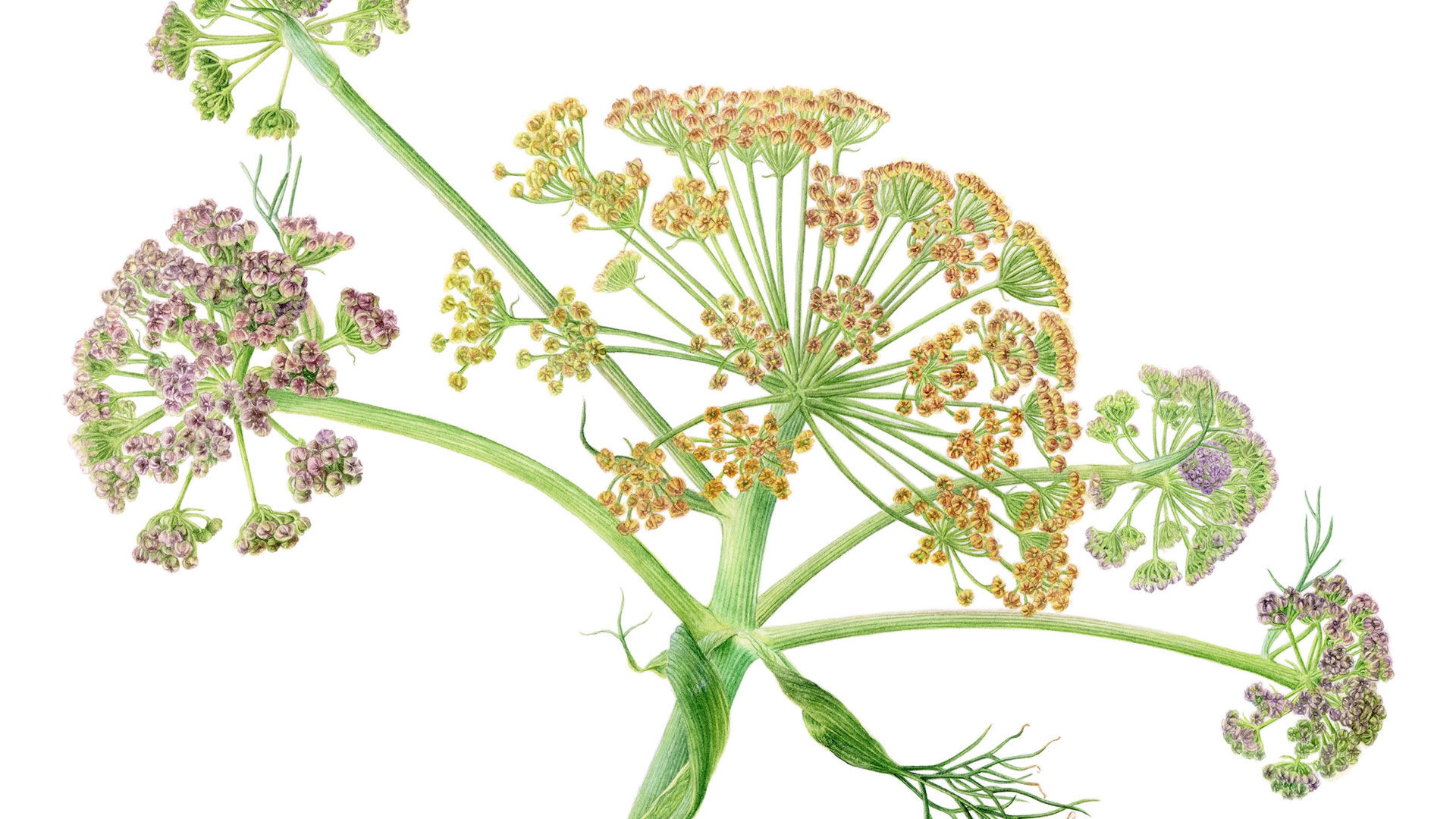 Anadolu bitkileri sanatla buluştu! Zengin botanik mirasımız Beyoğlu’nda - 1. Resim