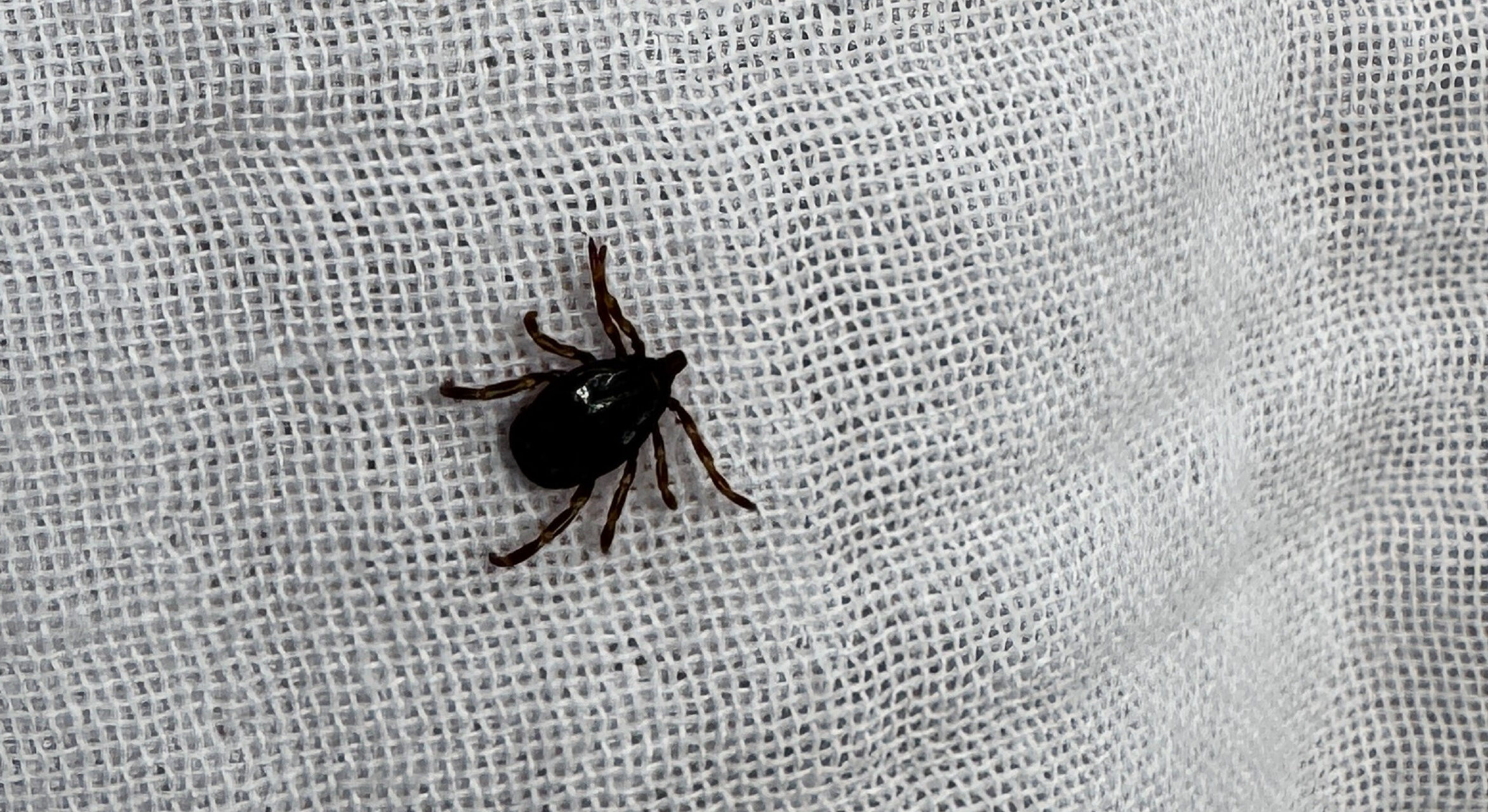 Bu belirtilere dikkat! İyice takip edin, KKKA virüsü taşıyor olabilirsiniz - 2. Resim